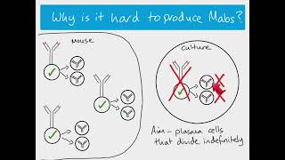 AS Biology  Monoclonal Antibodies The Hybridoma method [upl. by Ttocs918]