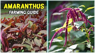 Amaranth Growing Guide  Amaranthus Farming [upl. by Kaiser477]