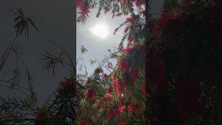 Flowering after rainy days 😍 trending plants garden gardening love shortvideo youtubeshorts [upl. by Raymund]