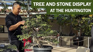 Tree and Stone Display  Tree Styling at the Huntington for Chinese New Year Celebration [upl. by Jeu34]