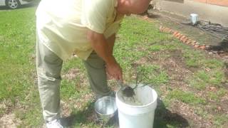 dallisgrassweeder a weed surgeon displaying rhizomes and dallisgrass seed [upl. by Brosine]