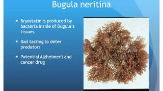 Introduction to Bryozoans [upl. by Ynnij]