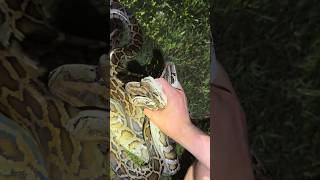 Catching a whole lot of pythons evergladespythoncrazywildlifesnakeyoutubeviral [upl. by Attenor]