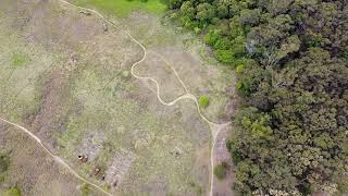 Drone over Westleigh Park Hornsby Shire Sydney NSW Australia Mountain biking BMX sport bush [upl. by Behka]