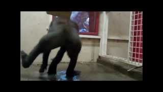 Mexican Monkey  Daft Punk OFFICIAL MUSIC VIDEO  New Single 2013 [upl. by Atal]