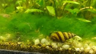 assassin snail on the hunt [upl. by Elonore]