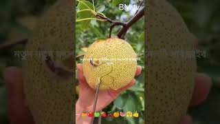 naturallifeb naturalclips naturelife fruitcutting satisfying [upl. by Egbert519]