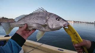 Grunter Gurnards Kingfish Skate  Durban Harbour [upl. by Kassia]