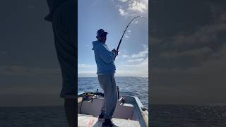 Sport Fishing In de guadalupe Island atún aleta amarilla [upl. by Ardna]