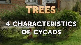 4 Characteristics of Cycads [upl. by Aymer]