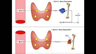 Regulation of Blood Calcium via PTH and Calcitonin [upl. by Marilla]