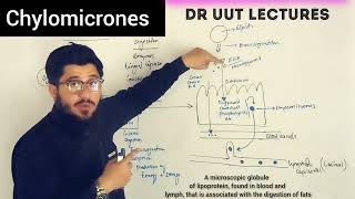 what are chylomicrones  chylomicron [upl. by Nazar]