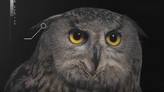 How Does an Owls Hearing Work  Super Powered Owls  BBC Earth [upl. by Oel]