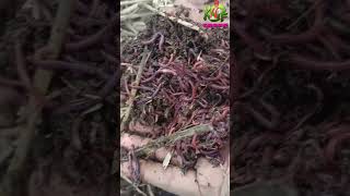 Why Vermicompost [upl. by Keyte787]