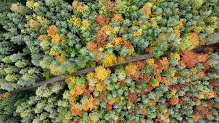 Drohnenflug über den Herbstwald hier [upl. by Eiramik]