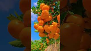 Fal wala video 🍓fruit bangkokstreetfood nature september14 [upl. by Hecht365]