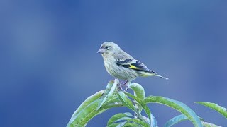 Yellowbreasted Greenfinch  Grahan village 4K [upl. by Ahsener]