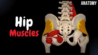 Muscles of the Hip Groups Origin Insertion Function [upl. by Ahsiliw]