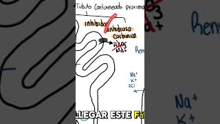 Farmacología del Riñón Diuréticos Inhibidores de la Anhidrasa Carbónica 💊 [upl. by Akinom]