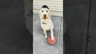 Labradoodles can do anything [upl. by Mill]