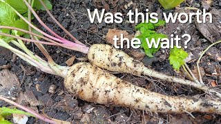 Growing parsnips in a pot on a small patio [upl. by Lytsyrk]