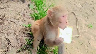 R B animal lovers 🐒 pandit🙏 is live [upl. by Kahl]