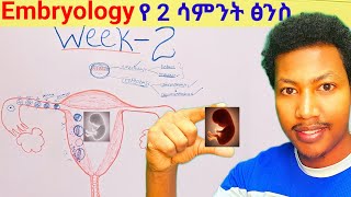 Week  ➋ Embryology የሁለተኛው ሳምንት የፅንስ እድገት embryo week two developmentalbiology ethiopia [upl. by Emad]