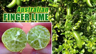 Australian FINGER LIME  Growing Citrus in Containers [upl. by Elrae]