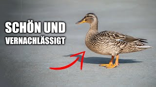 Wenn sie seltener wäre wäre sie unser Lieblingsvogel [upl. by Salguod]