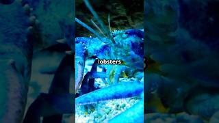 Unbelievable Secrets of 🦞Lobsters Revealed   marinelife lobster facts shorts [upl. by Didi]