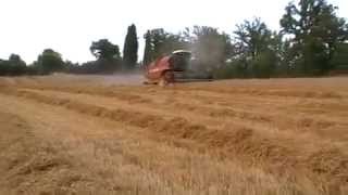 Fiatagri Laverda 3550al trebbiatura frumento in collina [upl. by Aciret]