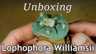 Unboxing Lophophora williamsii [upl. by Sew516]