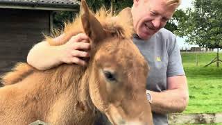 Cotswold Farm Park Walking Tour [upl. by Otrebilif]