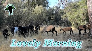 Enjoy the Ewes and Babies Eating Breakfast [upl. by Namrak852]