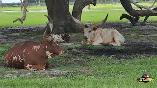 AnkoleWatusi raza bovina Florida [upl. by Sancha161]