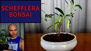 Making a new Schefflera Bonsai Dwarf Umbrella Tree from Nursery Stock [upl. by Gonyea]