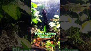 Ultimate Aquascape 🪴 Deep Planted Aquarium with CO2 [upl. by Shaum]