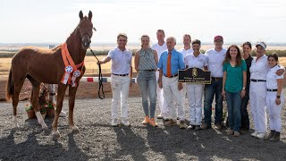 Highlights of the Coalcyn Equestrian KWPNNA Inspection  Sept 17 2024 [upl. by Dleifrag]