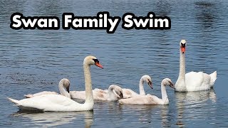 Swan Family Swimming In The Water  Young Swans  Cygnets [upl. by Lessirg686]