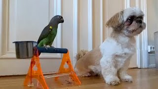 Parrot and dog performing synchronized tricks together [upl. by Ynnatirb]