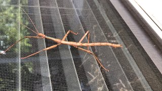 Giant Stick Bug [upl. by Whitaker]