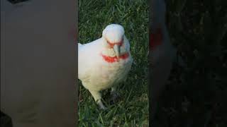 Confused Long Billed Corella cutebirds australianparrots cockatoo [upl. by Aniuqal]