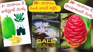 Low cost plants  కేవలం 1 రూపాయికే మొక్కలు garden plants nursery shopping terracegarden [upl. by Enutrof]