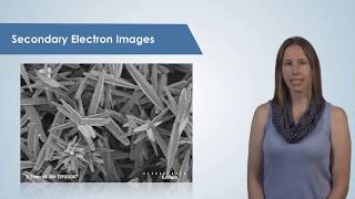 Introduction to the Scanning Electron Microscope SEM [upl. by Llerdnam]