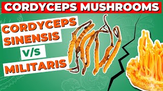 Cordyceps Sinensis Vs Militaris How Do They Differ [upl. by Nealson729]