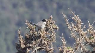 CURRUCA CABECINEGRA  SARDINIAN WARBLER  OCTUBRE 2024 [upl. by Tull]