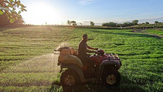 Spraying Weeds in the Teff Grass Redroot Pigweed Sucks [upl. by Kciregor]