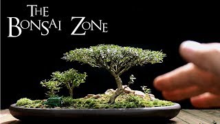 The Bonsai Zone Early Work on My Show Trees Part 1 July 2017 [upl. by Eizzik]