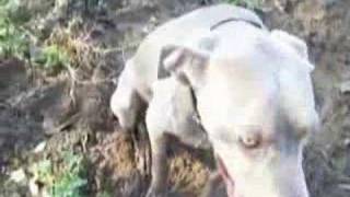 Bird Hunting with Weimaraners [upl. by Jun]