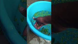 Easy maintenance of duckweedஆguppyvalarthal aquariumtamil tropicalfish duckweed aquariumplant [upl. by Aiseneg532]